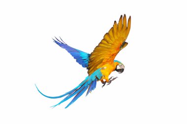 Renkli papağan bembeyaz uçuyor..
