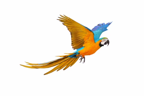 Färgglada Macaw Papegoja Flyger Isolerad Vit — Stockfoto