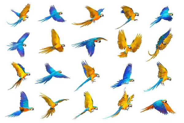 Set Blue Gold Macaw Parrot Isolated White Background — ストック写真