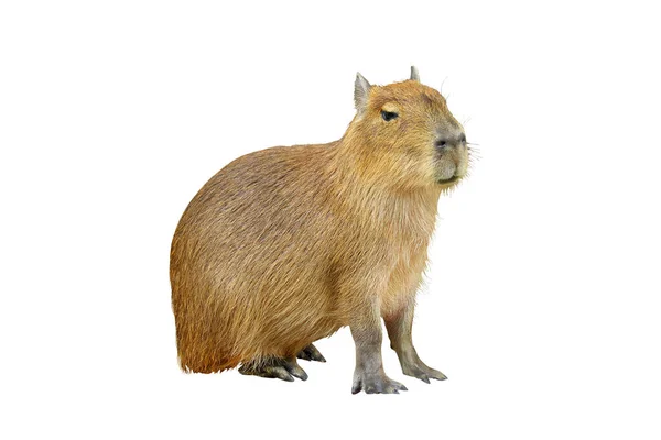 Capybara Isoleret Hvid Baggrund - Stock-foto