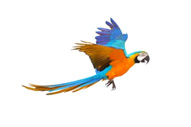 Renkli papağan bembeyaz uçuyor..