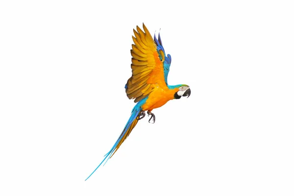 Разноцветный Попугай Летящий Изолированно Белом — стоковое фото