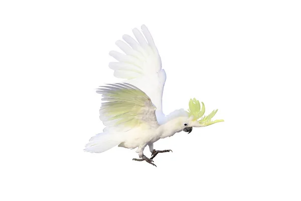 Beautiful Cockatoo Parrot Flying Isolated White — Stock Photo, Image