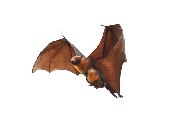 Νυχτερίδες Και Νυχτερίδες Πετούν Απομονωμένες Λευκό Φόντο Ιπτάμενη Αλεπού Του — Φωτογραφία Αρχείου