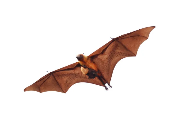 蝙蝠和蝙蝠宝宝在白色背景下独立飞行 莱尔的飞狐 — 图库照片