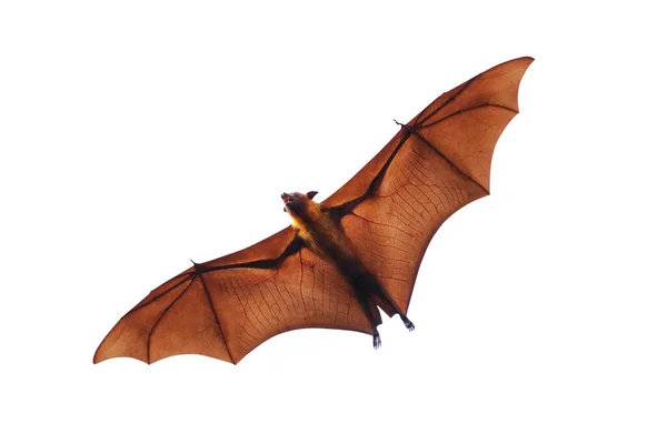 Bat Baby Bats Flying Isolated White Background Lyle Flying Fox — Stock Photo, Image