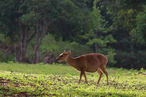 Wild Brow Antlered Deer Phu Khieo Wildlife Sanctuary Thailand — Stockfoto