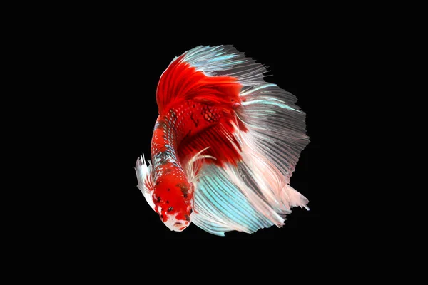 Рыба Бетта Сиамские Боевые Рыбы Изолированы Черном Фоне Красочное Животное — стоковое фото