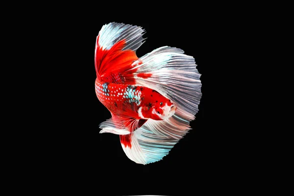 Betta Fish Siamese Fighting Fish Isolated Black Background Colorful Animal — Fotografia de Stock