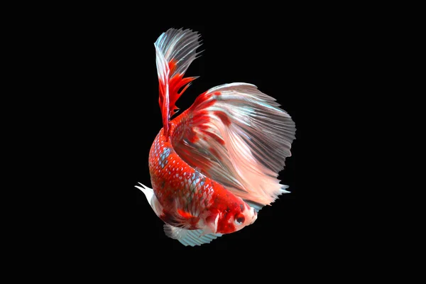 Betta fish, Siamese fighting fish isolated on black background, Colorful animal