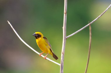 Güzel Asyalı altın dokumacı bir dala tünemiş.