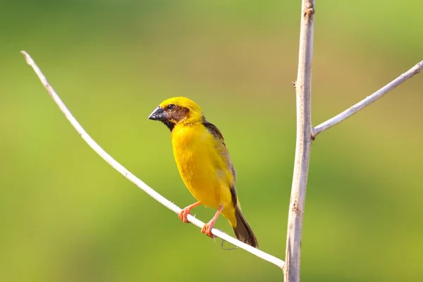 Hermosa Tejedora Asiática Dorada Posada Una Rama — Foto de Stock