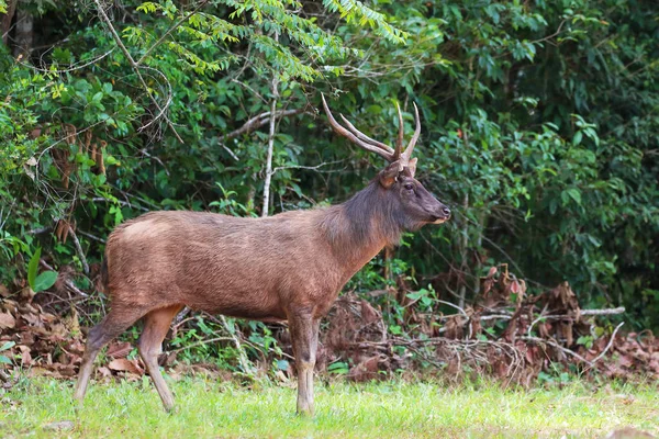 Wild Brow Antlered Deer Phu Khieo Wildlife Sanctuary Thailand — Photo