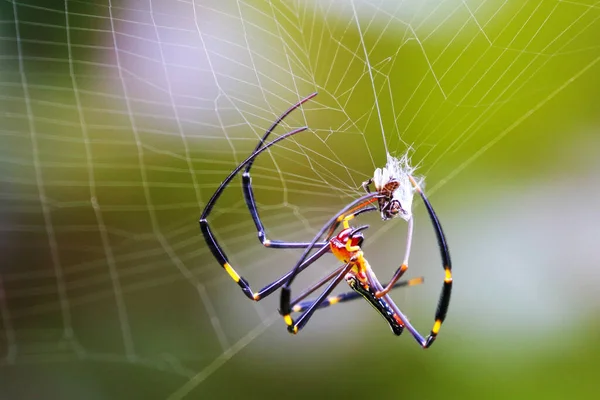 Spider Spider Web Green Nature Background — 图库照片