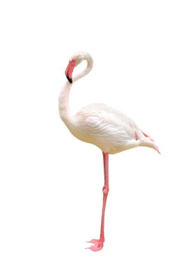 Beautiful flamingo isolated on white background.