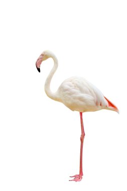 Beautiful flamingo isolated on white background.