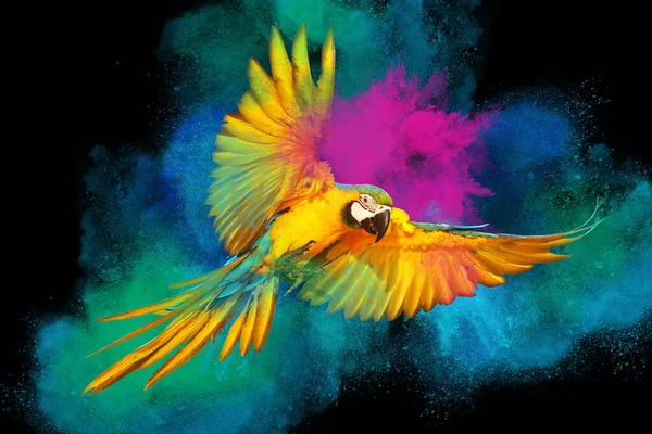 Siyah zemin üzerinde uçan papağanlı renkli toz patlaması.