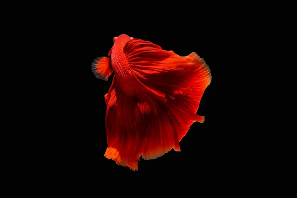 Betta Fish Siamese Fighting Fish Isolated Black Background Colorful Animal — Photo