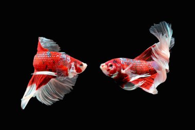 Beta balığı, siyam balığı savaşçısı siyah arka planda izole edilmiş, renkli bir hayvan.