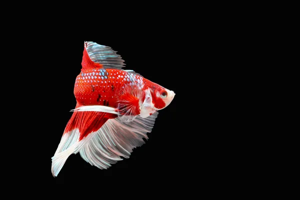 Рыба Бетта Сиамские Боевые Рыбы Изолированы Черном Фоне Красочное Животное — стоковое фото