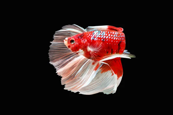 Betta Fish Siamese Fighting Fish Isolated Black Background Colorful Animal — Stock Photo, Image