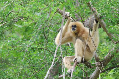 Beyaz lar sevimli maymun holding ve ağaç üzerinde asılı.