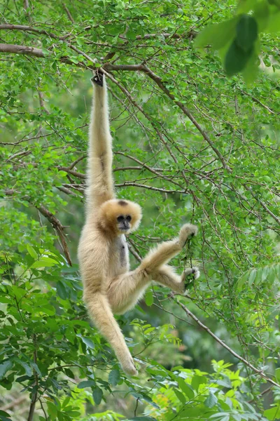 Gibbon Blanc Mignon Singe Tenant Accrochant Sur Arbre — Photo