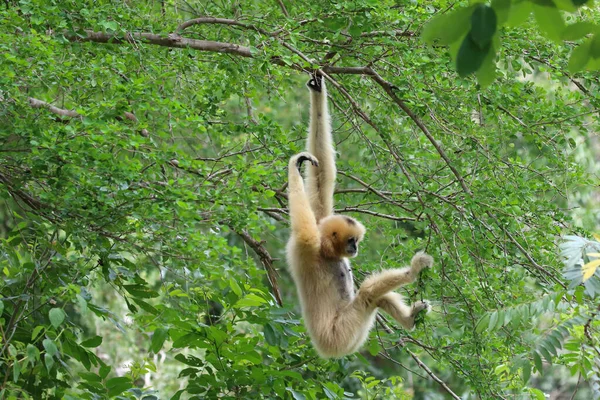 Witte Gibbon Leuke Aap Holding Opknoping Boom — Stockfoto