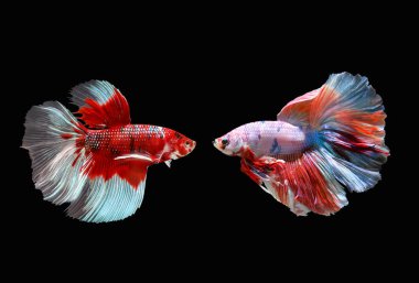 Beta balığı, siyam balığı savaşçısı siyah arka planda izole edilmiş, renkli bir hayvan.