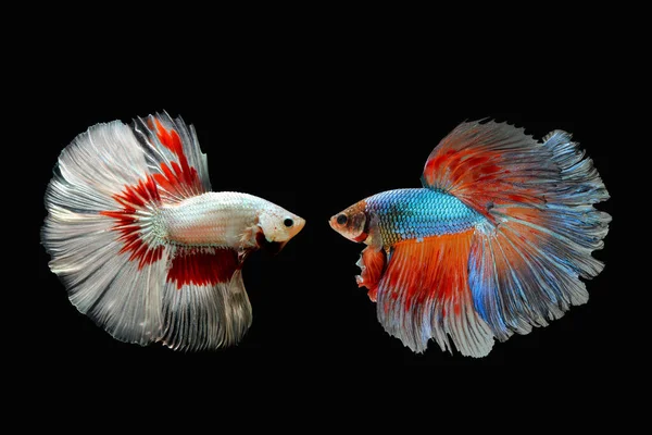 Betta fish, Siamese fighting fish isolated on black background, Colorful animal