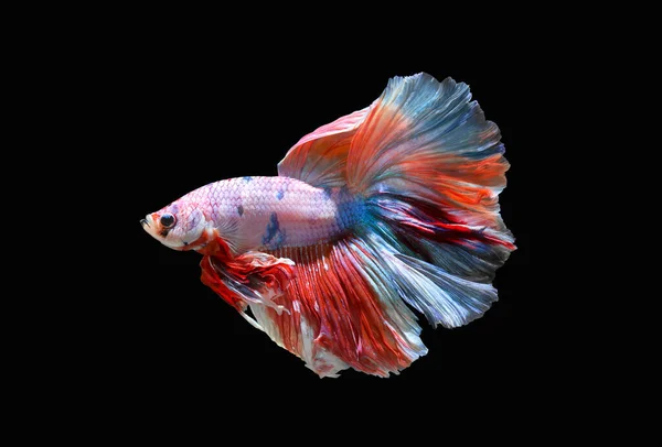 Betta Fish Siamese Fighting Fish Isolated Black Background Colorful Animal —  Fotos de Stock