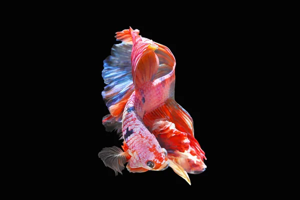Betta Fisch Siamesische Kampffische Isoliert Auf Schwarzem Hintergrund Buntes Tier — Stockfoto