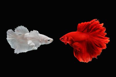 Beta balığı, siyam balığı savaşçısı siyah arka planda izole edilmiş, renkli bir hayvan.