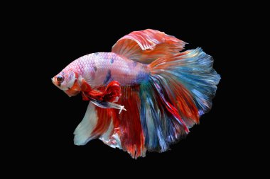 Beta balığı, siyam balığı savaşçısı siyah arka planda izole edilmiş, renkli bir hayvan.