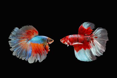 Betta fish, Siamese fighting fish isolated on black background, Colorful animal