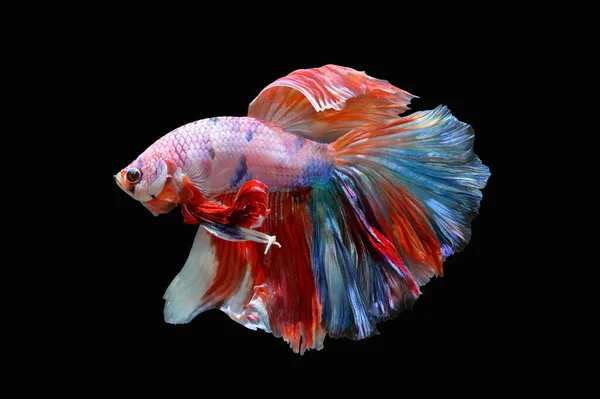 Betta Fish Pesce Siamese Combattimento Isolato Fondo Nero Animale Colorato — Foto Stock