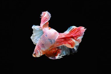 Beta balığı, siyam balığı savaşçısı siyah arka planda izole edilmiş, renkli bir hayvan.