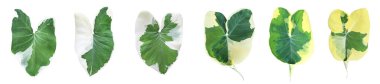 Set of striped exotic Xanthosoma sagittifolium (L.) Schott 'Albomarginata' isolated on white.