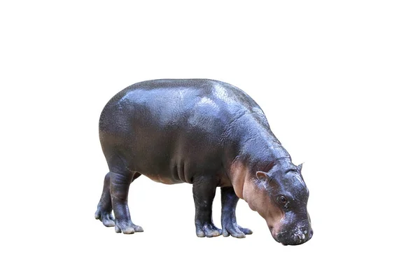 Pygmy Hippopotamus Isolated White Background — Photo