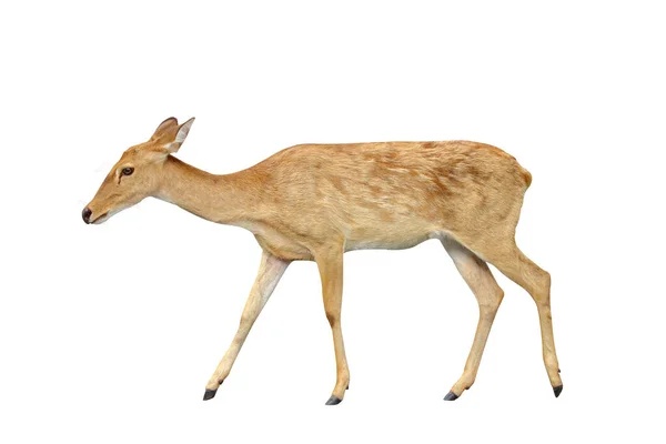 Brow Antlered Deer Isolated White Background — Zdjęcie stockowe