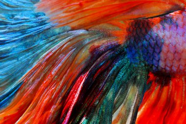 Texture of tail Siamese fighting fish. Colorful animal