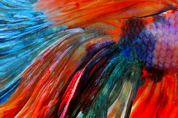 Texture Tail Siamese Fighting Fish Colorful Animal —  Fotos de Stock