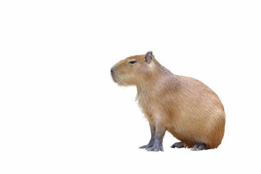 Capybara beyaz arkaplanda izole.