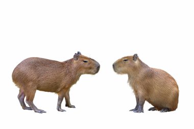 Capybara beyaz arkaplanda izole.