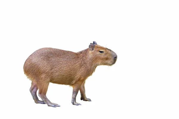Capybara beyaz arkaplanda izole.