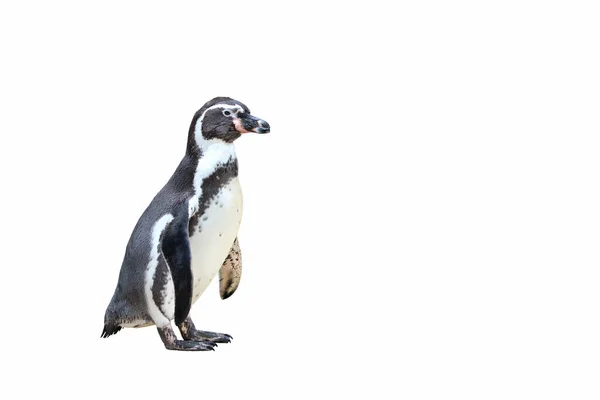 Pinguim Isolado Sobre Fundo Branco — Fotografia de Stock