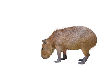 Capybara beyaz arkaplanda izole.