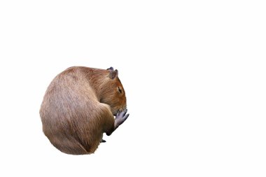 Capybara beyaz arkaplanda izole.