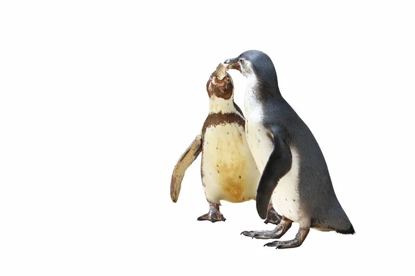 Pinguim Isolado Sobre Fundo Branco — Fotografia de Stock