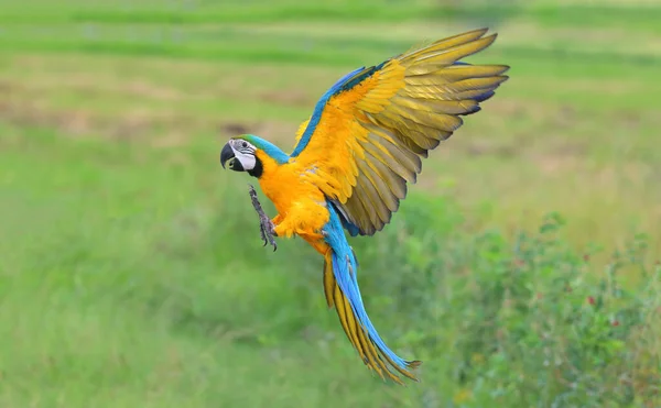 Πολύχρωμος Παπαγάλος Μακάο Που Πετάει Πάνω Από Χωράφια Ρυζιού — Φωτογραφία Αρχείου